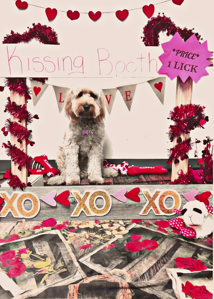 KATHY SANTO DOG TRAINING 32 Photos 21 Harrison Ave, Waldwick, New