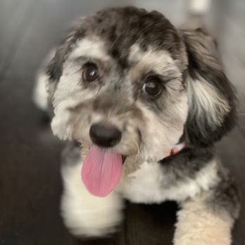 Doggi Dogi Spa - Pet Groomers Near Me - Fullerton, California Doggi Dogi Spa - Pet Groomers Near Me - Fullerton, California