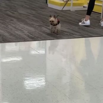 Target - Yorki barking and pulling - Department Stores Near Me - Manteca, California