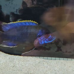 California Cichlids