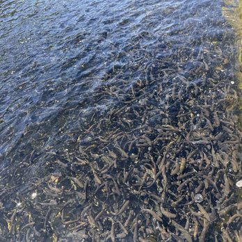 Moccasin Creek Trout Hatchery - Tours Near Me - Jamestown, California Moccasin Creek Trout Hatchery - Tours Near Me - Jamestown, California