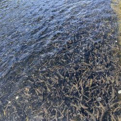 Moccasin Creek Trout Hatchery
