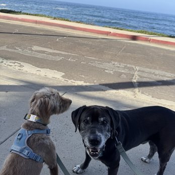 Isabelle’s Reliable Pet Care LLC - Visiting Wind N Sea with Bunny and Bentley - Dog Walkers Near Me Isabelle’s Reliable Pet Care LLC - Visiting Wind N Sea with Bunny and Bentley - Dog Walkers Near Me