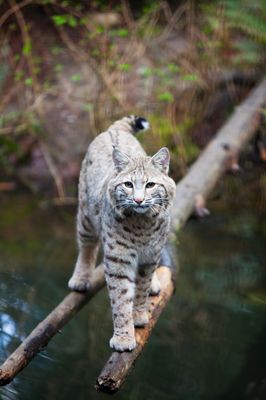 Photo of Northwest Trek Wildlife Park - Eatonville, WA, US.