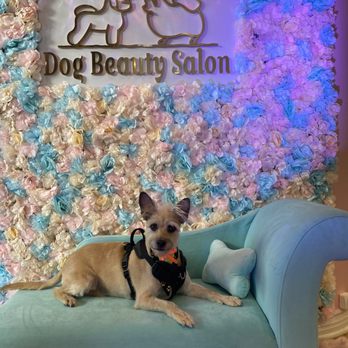 Dog Beauty Salon - Buddy after his cut - Pet Groomers Near Me Dog Beauty Salon - Buddy after his cut - Pet Groomers Near Me