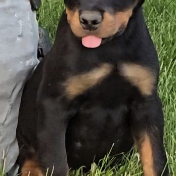 Doney Uno Rotties - TP NARMER QX DONEYUNO. MALE - Pet Breeders Near Me Doney Uno Rotties - TP NARMER QX DONEYUNO. MALE - Pet Breeders Near Me