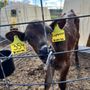 Dungeness Valley Creamery
