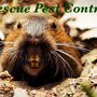 Photo of Rescue Pest Control