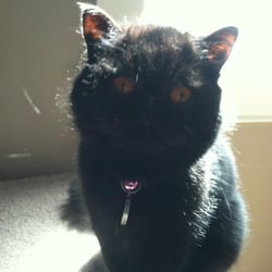 Whisker Sitters - Whisker Sitters
