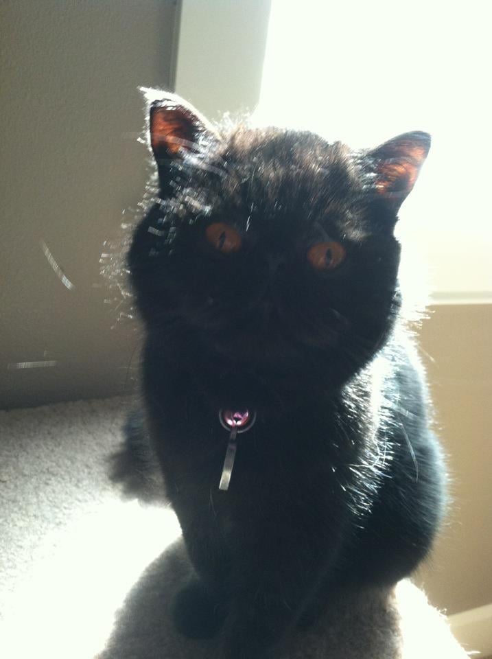 Whisker Sitters - pet boarding facility in Salem, OR