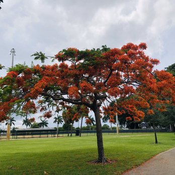 Phipps Park Baseball - Baseball Fields Near Me - West Palm Beach, Florida Phipps Park Baseball - Baseball Fields Near Me - West Palm Beach, Florida