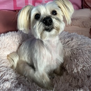 The Groomery - Finally found a groomer who does a phenomenal job with morkie haircuts. - Pet Groomers Near Me - Waxhaw, North Carolina The Groomery - Finally found a groomer who does a phenomenal job with morkie haircuts. - Pet Groomers Near Me - Waxhaw, North Carolina
