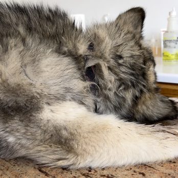 Dr. Butchko - This is her on the verge of dying she was holding on for as much as she could - Veterinarians Near Me - Riverside, California Dr. Butchko - This is her on the verge of dying she was holding on for as much as she could - Veterinarians Near Me - Riverside, California