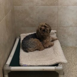 Our dog just relaxing in his room at the pet resort