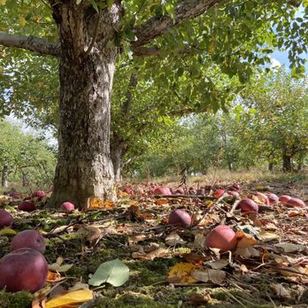 Rocky Ridge Orchard - apples on the ground under a tree - Bakeries Near Me - Bowdoin, Maine Rocky Ridge Orchard - apples on the ground under a tree - Bakeries Near Me - Bowdoin, Maine