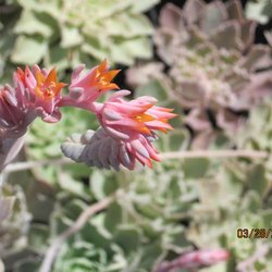 Reimer's Wholesale Nursery