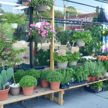 Fresh Choice Store - a variety of potted plants - Grocery Near Me - Toronto, Ontario