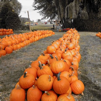 Kroll's Fall Harvest Farm - Pumpkins! Was playing around with color isolation thus the dead looking grass. It's actually quite green in person - Pumpkin Patches Near Me - Waukegan, Illinois Kroll's Fall Harvest Farm - Pumpkins! Was playing around with color isolation thus the dead looking grass. It's actually quite green in person - Pumpkin Patches Near Me - Waukegan, Illinois