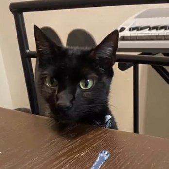 Quito Veterinary Hospital - Alfonzo! - Veterinarians Near Me - San Jose, California Quito Veterinary Hospital - Alfonzo! - Veterinarians Near Me - San Jose, California