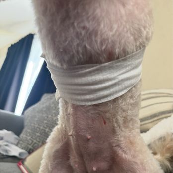 Groombar - Multiple cuts to my dogs skin. Other cuts not pictured. She sustained cuts to her neck and back as well. - Pet Groomers Near Me Groombar - Multiple cuts to my dogs skin. Other cuts not pictured. She sustained cuts to her neck and back as well. - Pet Groomers Near Me