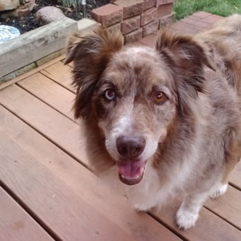 Plainfield Bark Park - Fresbie time - Dog Parks Near Me - Plainfield, Indiana