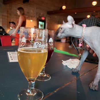 Tripping Animals Brewing - Sphynx love Tripping Animals! - Breweries Near Me - Doral, Florida