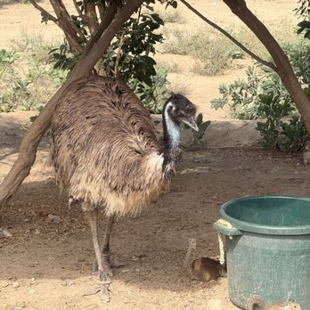 Ostrichland USA - Emu in the shade - Attraction Farms Near Me - Solvang, California Ostrichland USA - Emu in the shade - Attraction Farms Near Me - Solvang, California