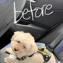 Before pic; this is how he looked when I took him to get the hair cut Before pic; this is how he looked when I took him to get the hair cut
