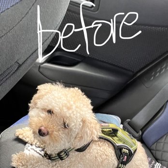 Felix's Pet Grooming - Before pic; this is how he looked when I took him to get the hair cut - Pet Stores Near Me - Los Angeles, California Felix's Pet Grooming - Before pic; this is how he looked when I took him to get the hair cut - Pet Stores Near Me - Los Angeles, California