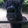 Photo of Parc Animalier Etxola
