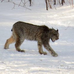 Northern Pride Lodge & Campground - Canada Lynx