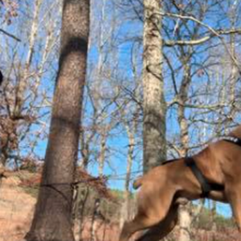 Pro K9 Coach - Pet Training Near Me Pro K9 Coach - Pet Training Near Me