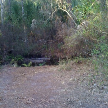 Highlands Hammock State Park - Alligator about 3 feet from the trail - Parks Near Me - Sebring, Florida Highlands Hammock State Park - Alligator about 3 feet from the trail - Parks Near Me - Sebring, Florida