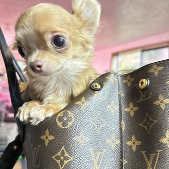 Teacup Tails - Longhair Micro Chihuahua boy LEON - Pet Breeders Near Me Teacup Tails - Longhair Micro Chihuahua boy LEON - Pet Breeders Near Me