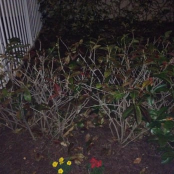 Lenz Pressure Cleaning - Dead bushes from the pressure cleaning solution. - Pressure Washers Near Me - Palm Beach Gardens, Florida