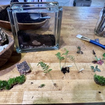 Terrarium - Planning where I will put all my moss and plants - Nurseries & Gardening Near Me - Portland, Maine