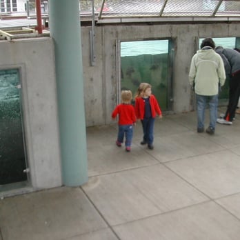 Issaquah Salmon Hatchery - checking out the fish ladder - Tours Near Me - Issaquah, Washington