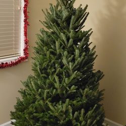 Lucky Dog Christmas Tree Farm