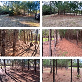 Cajun Cutters Lawn Services - a variety of trees - Lawn Services Near Me Cajun Cutters Lawn Services - a variety of trees - Lawn Services Near Me