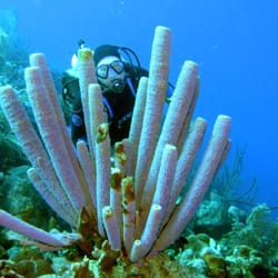 Virginia Scuba