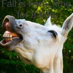 Cedar Creek Stables - Come take a ride