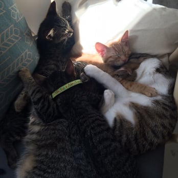 KitTea - How many kittens can you spot in this pile? - Pet Adoption Near Me - San Francisco, California