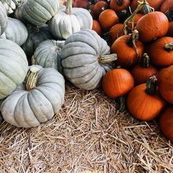 Toluca Lake Florist - Pumpkins