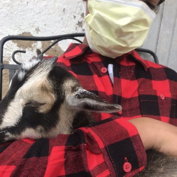 Rose Bridge Farm & Sanctuary - My son cuddling a baby goat - Ranches Near Me - Dresher, Pennsylvania Rose Bridge Farm & Sanctuary - My son cuddling a baby goat - Ranches Near Me - Dresher, Pennsylvania