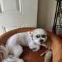Gentle Groomer