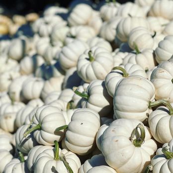 Spring Meadows Farm - a large pile of white pumpkins - Attraction Farms Near Me - Upperco, Maryland Spring Meadows Farm - a large pile of white pumpkins - Attraction Farms Near Me - Upperco, Maryland