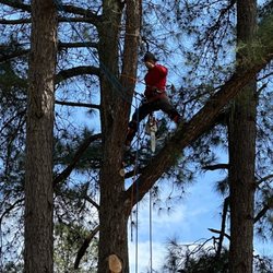Audel Jimenez Tree Service