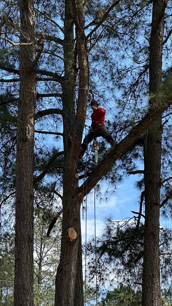 Audel Jimenez Tree Service - tree service in Williamsburg, VA