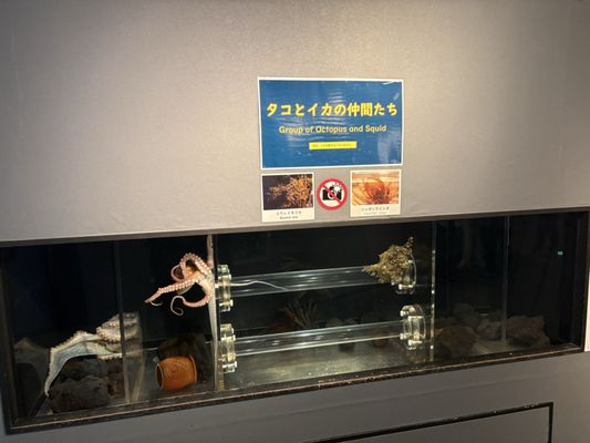 しながわ水族館 - Updated July 2026 - 132 Photos & 13 Reviews