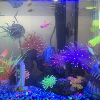 Petco - My little Glofish tank - Pet Stores Near Me - Jackson, Tennessee